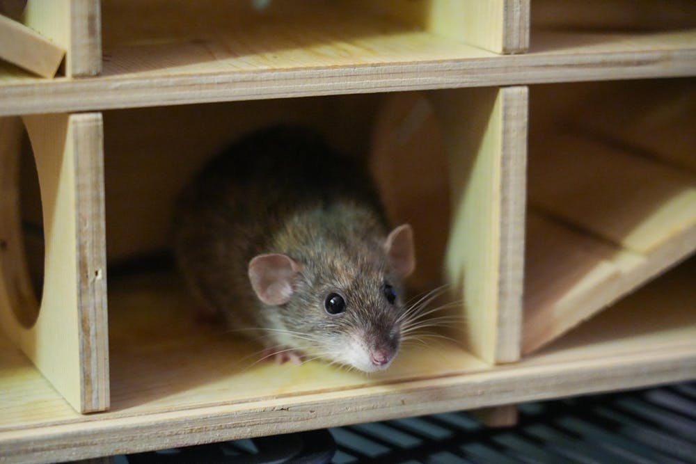 Latte peeks out of a wooden box in a sophomore Ben Pluta's dorm room at Michigan State University on Friday, Feb. 23, 2024. Latte was shy and mostly stayed near his enclosure.