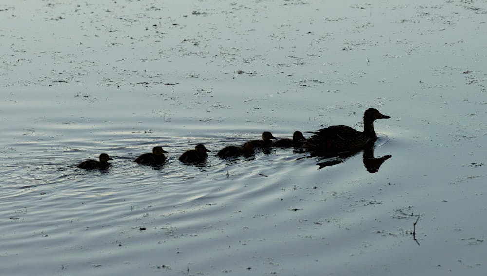 A mother duck leads her ducklings across a pond behind MSU's Brody Hall on May 25, 2024.