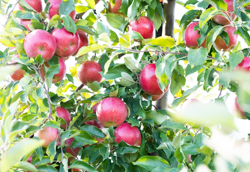 Fresh apples at Uncle John’s Cider Mill in St. Johns on Oct. 7, 2022.