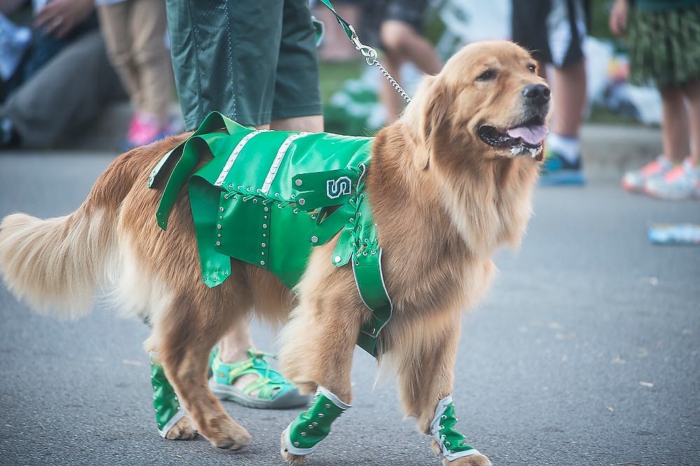 <p>A dog walks down the street in festive costume Sept. 26, 2014, during the MSU Homecoming Parade on Grand River Avenue. The parade started on Abbott Road and ended on-campus at Farm Lane and Shaw Lane. Erin Hampton/The State News</p>