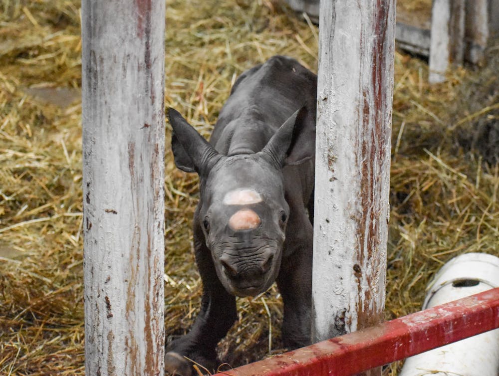 baby-rhino