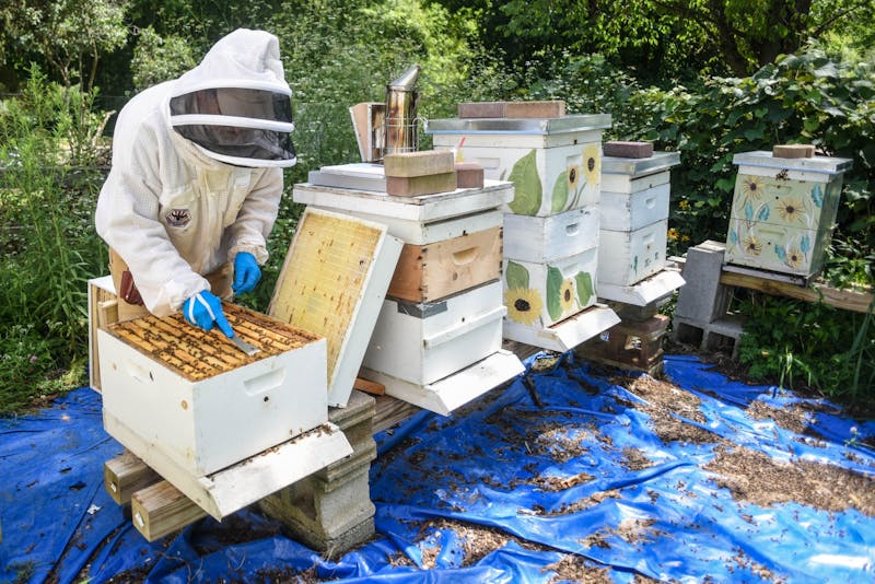 From the military to beekeeping: A look into a veteran's unique ...