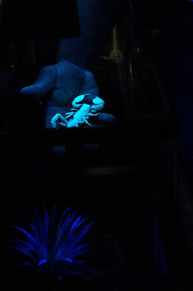 <p>Manager of Entomology and Academic Specialist Gary Parsons holds a scorpion under an ultraviolet light April 14, 2014, at the Bug House in the Natural Science Building. Many young children held bugs like spiders, beetles and even scorpions. Erin Hampton/The State News</p>