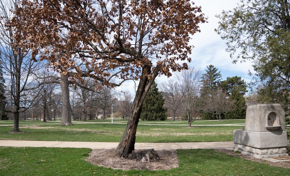 The oldest tree on MSU's campus on a sunny spring day on Thursday, April 6, 2023. The tree, a white oak (quercus alba) that survived a damaging 2016 storm is estimated to be around 375-500 years old.