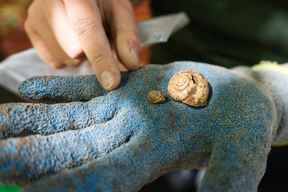 <p>Winnie Mutch, a member of the Campus Archaeology Program at MSU, holds up two shells found in the old observatory site in East Lansing, Mich., on June 15, 2026.</p>