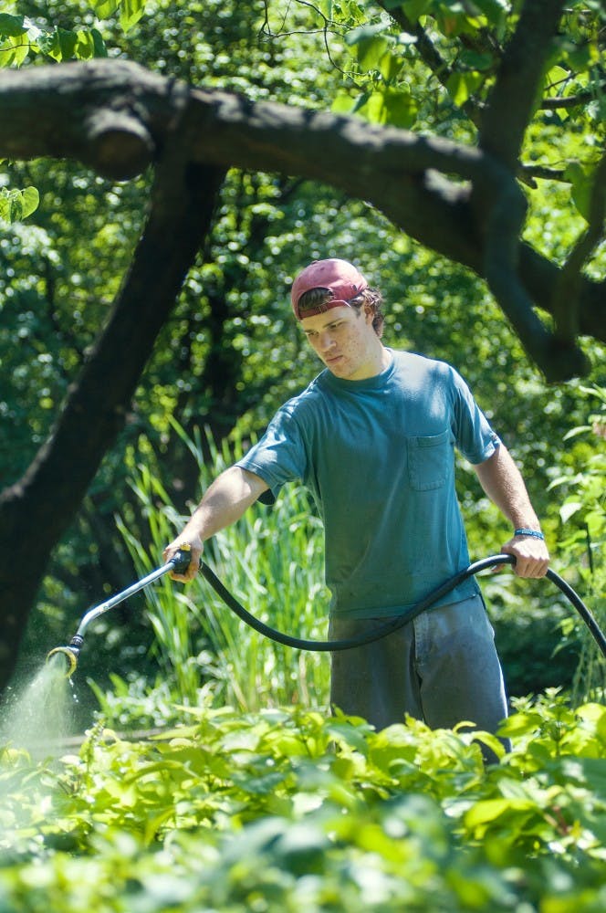 Ferris State University sophomore Ian Wenk waters plants at the Beal Botanical Garden on Monday, July 30, 2012. Wenk is working at the garden for the summer. Julia Nagy/The State News