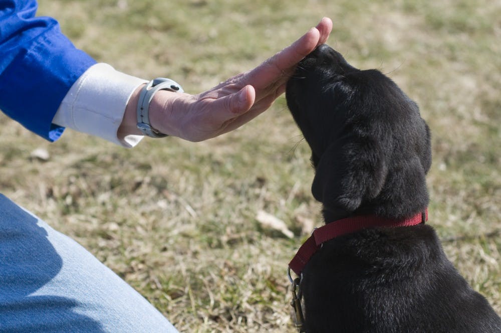 Bess puts her nose to Carol McEllhiney-Luster's hand Friday outside her home In East Lansing. Despite the challenges of raising a puppy, McEllhiney-Luster has stuck with the program through three dogs and is happy to have Bess as her fourth. Matt Radick/The State News