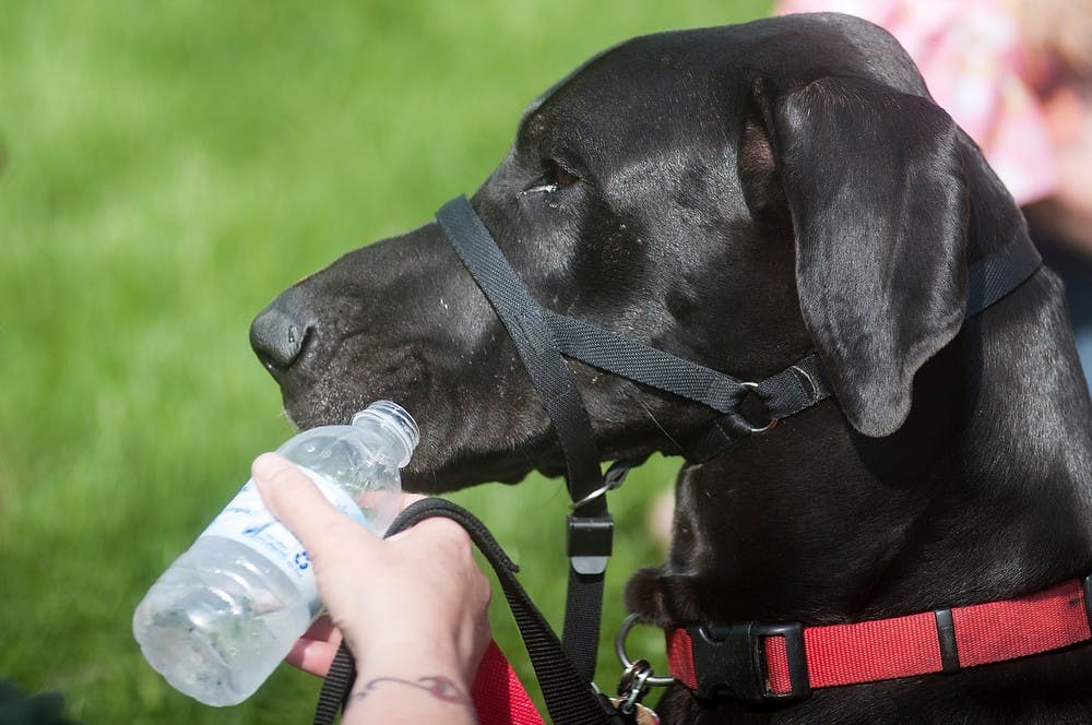 	<p>Lansing resident Becky Hall offers water to Titan, a two-year-old Great Dane, after the Woofer Walk on May 18, 2013, behind the rock on Farm Lane. The walk was hosted as a fundraiser for the Ingham County Animal Control and Shelter. Danyelle Morrow/The State News</p>