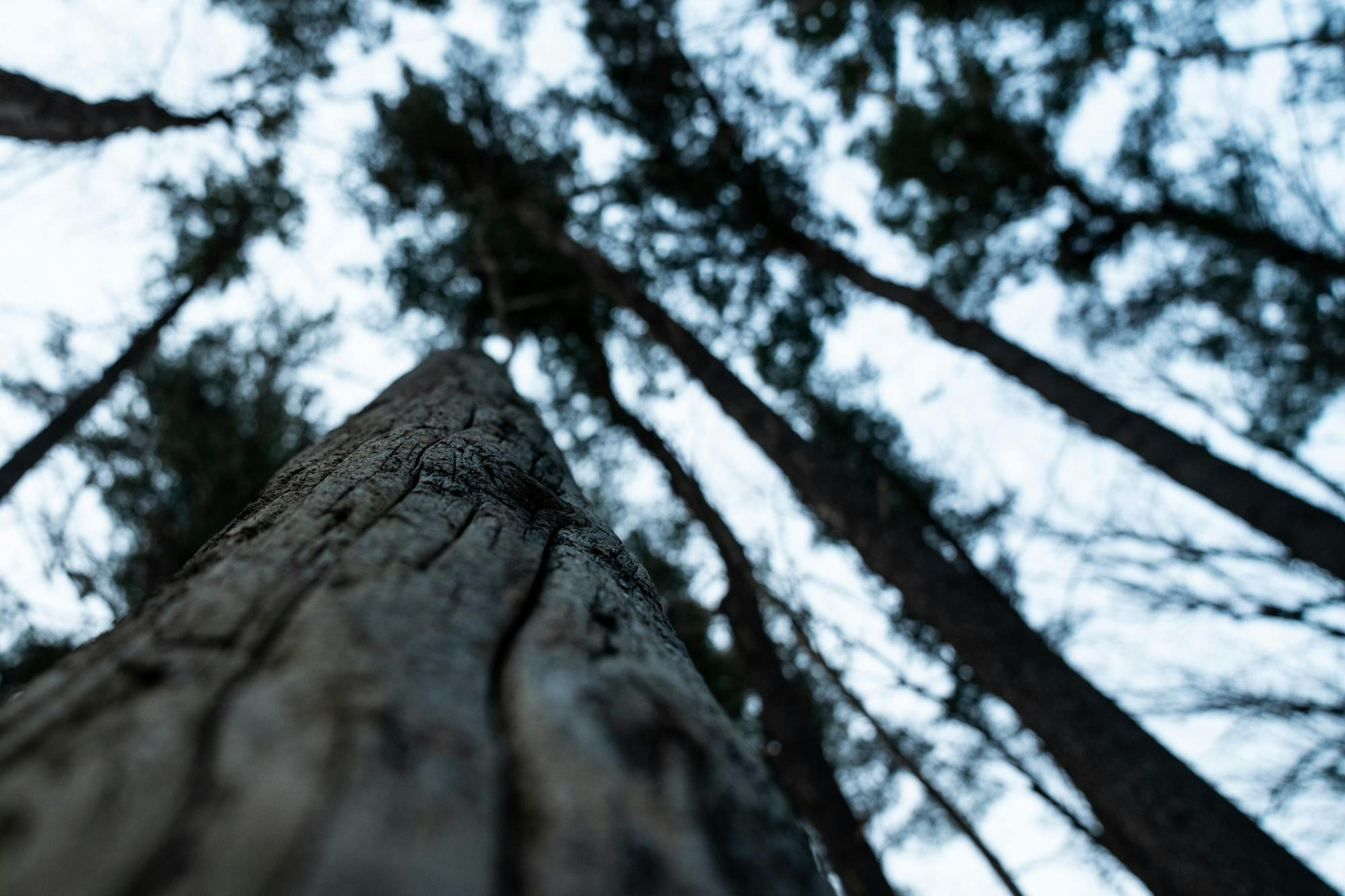 Trees in the Beal Pinetum rise above the forest floor on Jan. 27, 2025. 