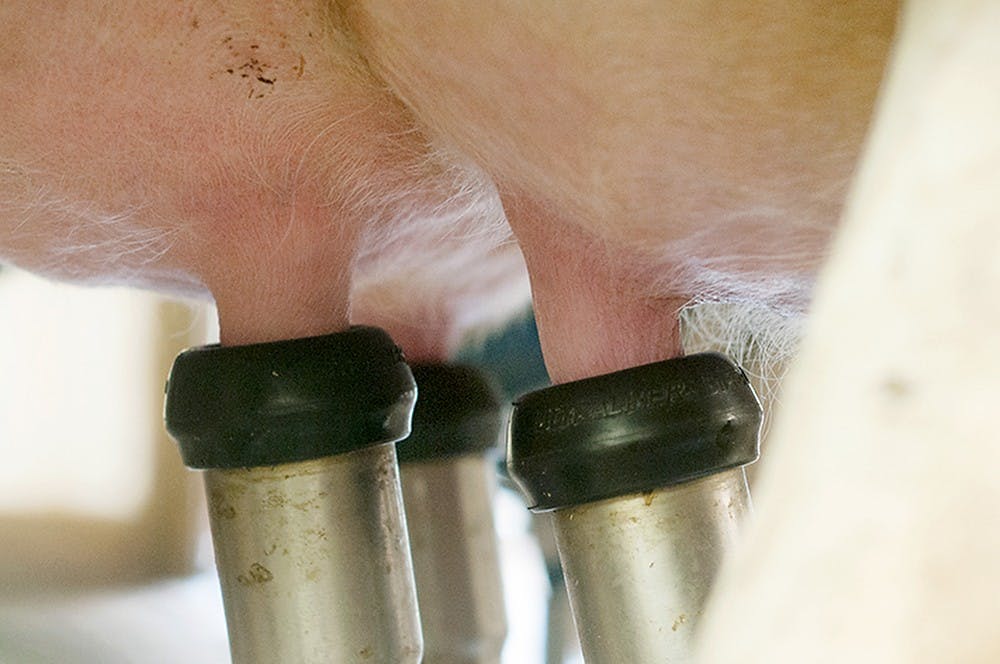 	<p>An automatic milking system milks a cow at the <span class="caps">MSU</span> Dairy Teaching &amp; Research Center on May 22, 2013. The farm is open to visitors seven days a week. Weston Brooks/The State News</p>