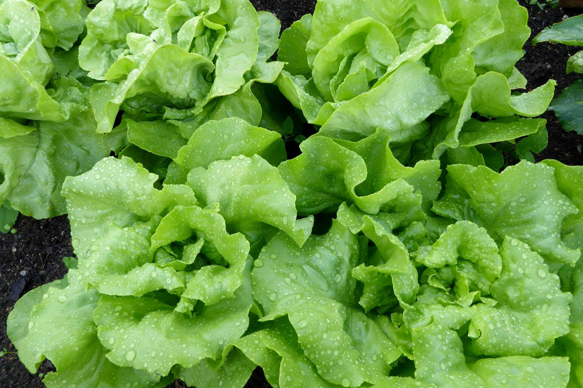 Lettuce 3