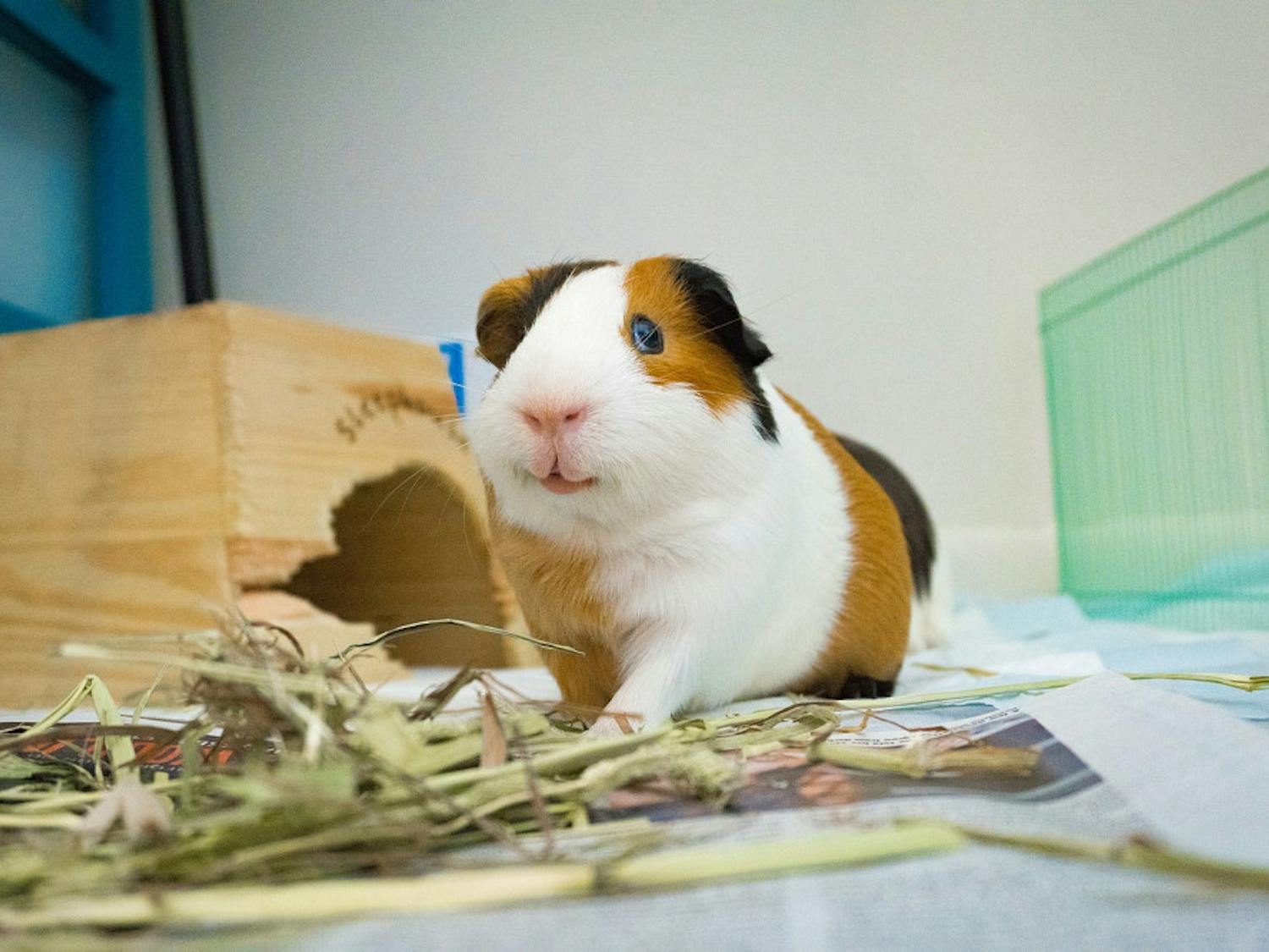 rusty_the_smiling_guinea_pig__235589647_
