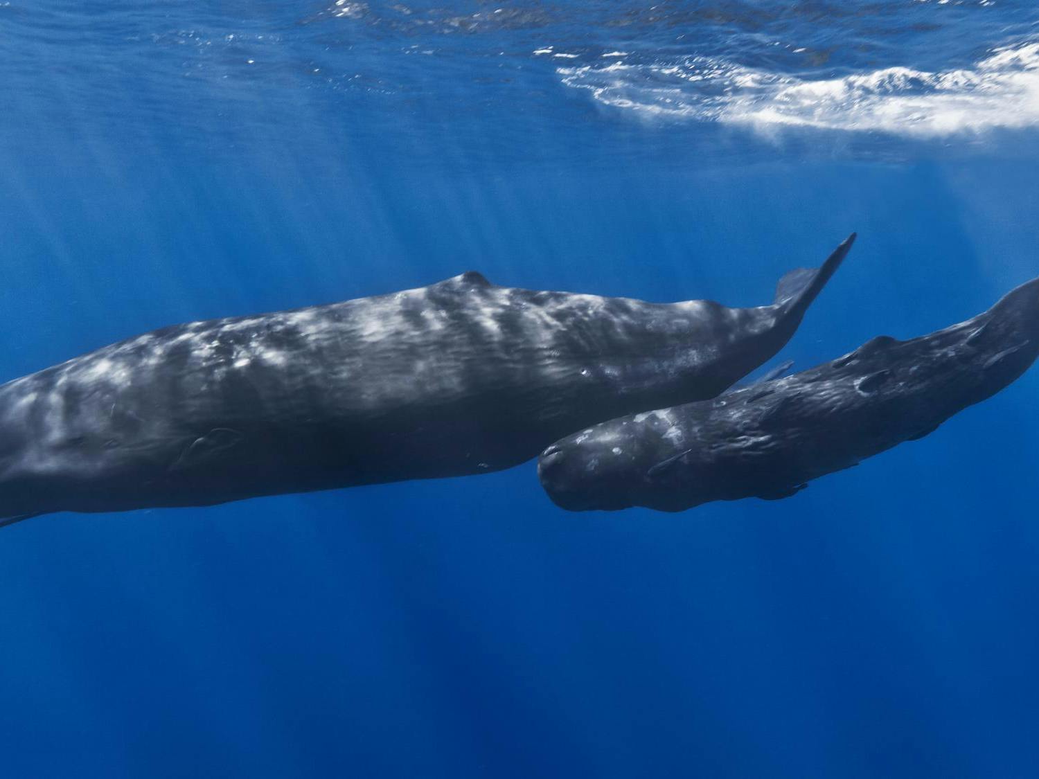 sperm_whale.jpeg