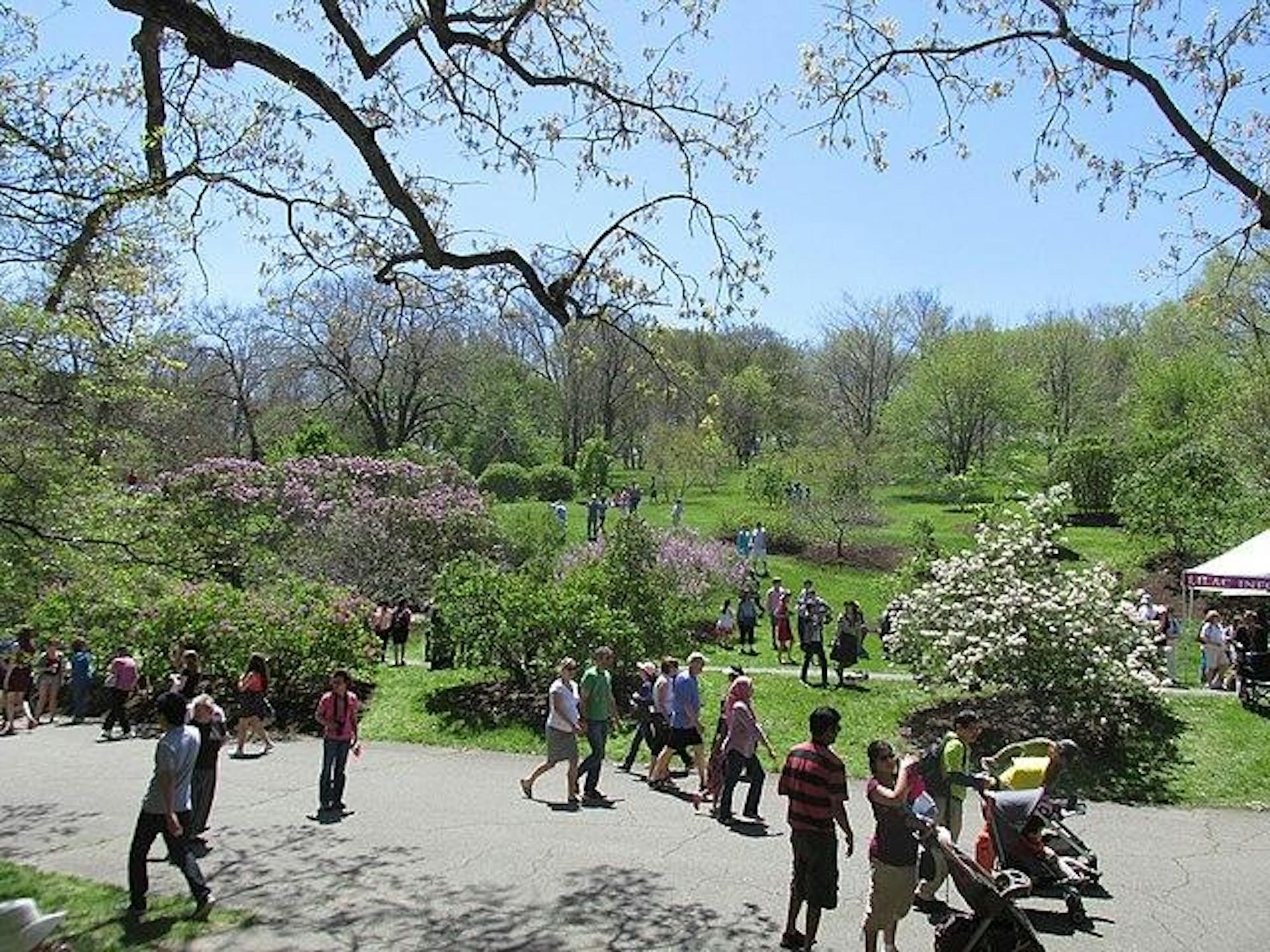 Lilac_Sunday_view,_Arnold_Arboretum,_Jamaica_Plain_MA.jpg