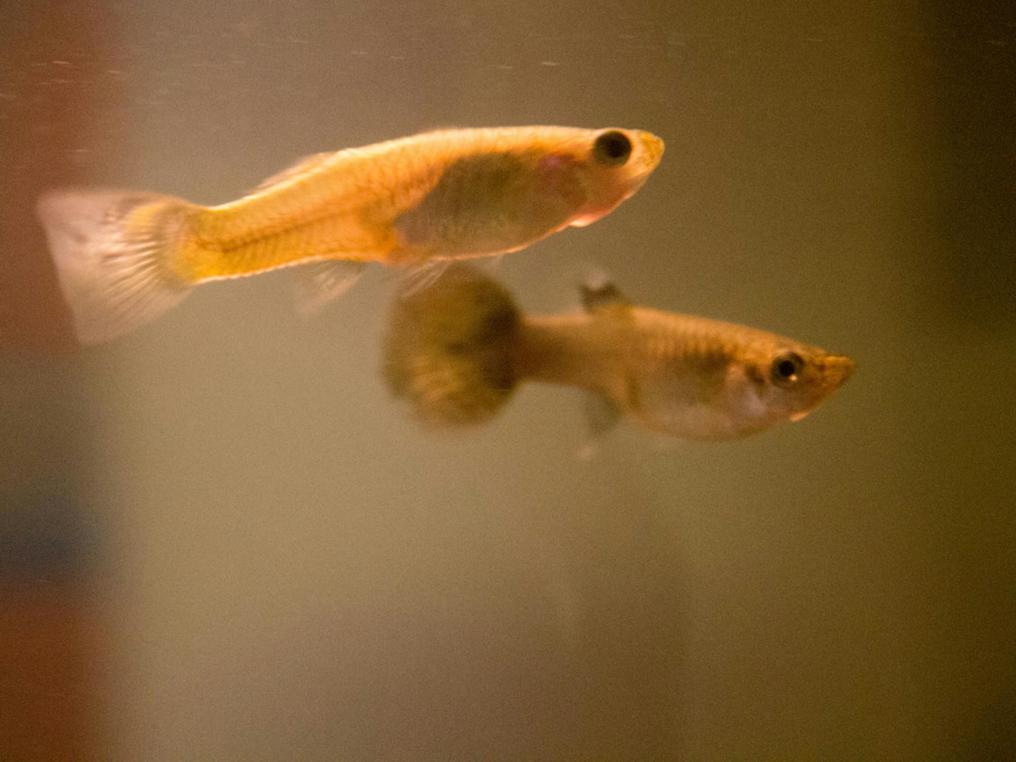 2014-09-28-Pet-Fish02