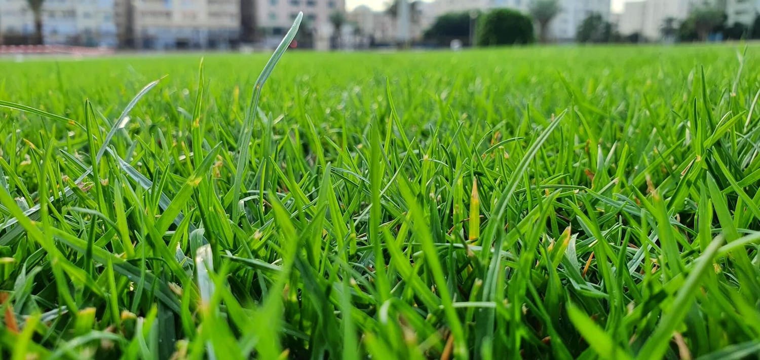 Closeup_of_lawn_grass.jpg