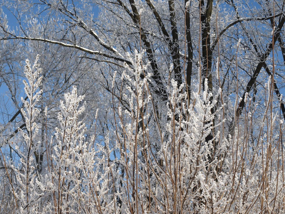 Ярусність_саду_із_кущами_та_деревами