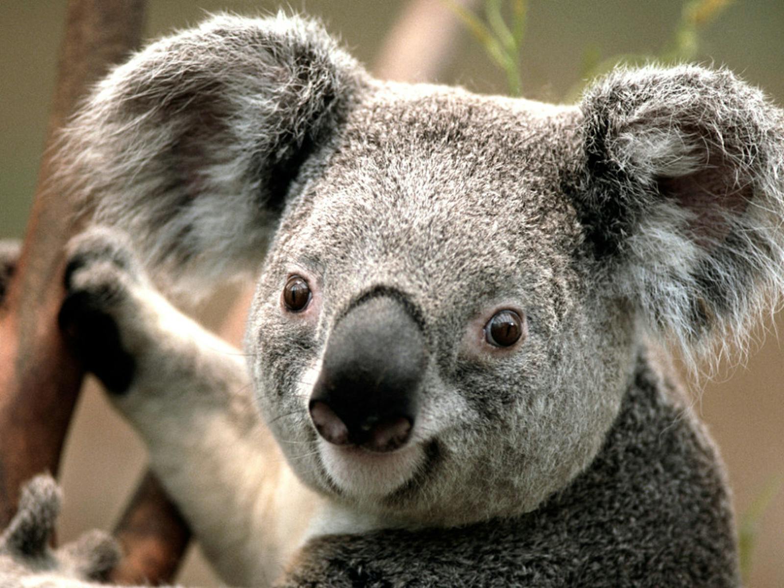 Wild koalas get chlamydia vaccine in first-of-its kind trial to