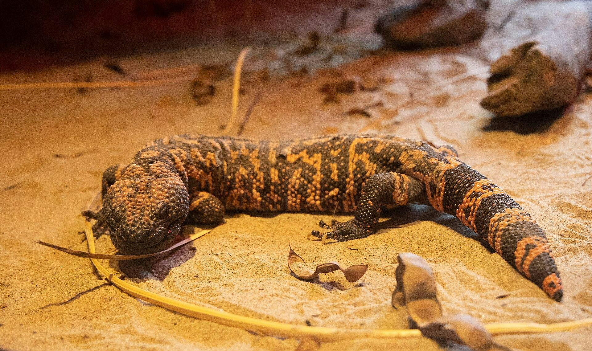 Gila_monster_(Heloderma_suspectum).jpg