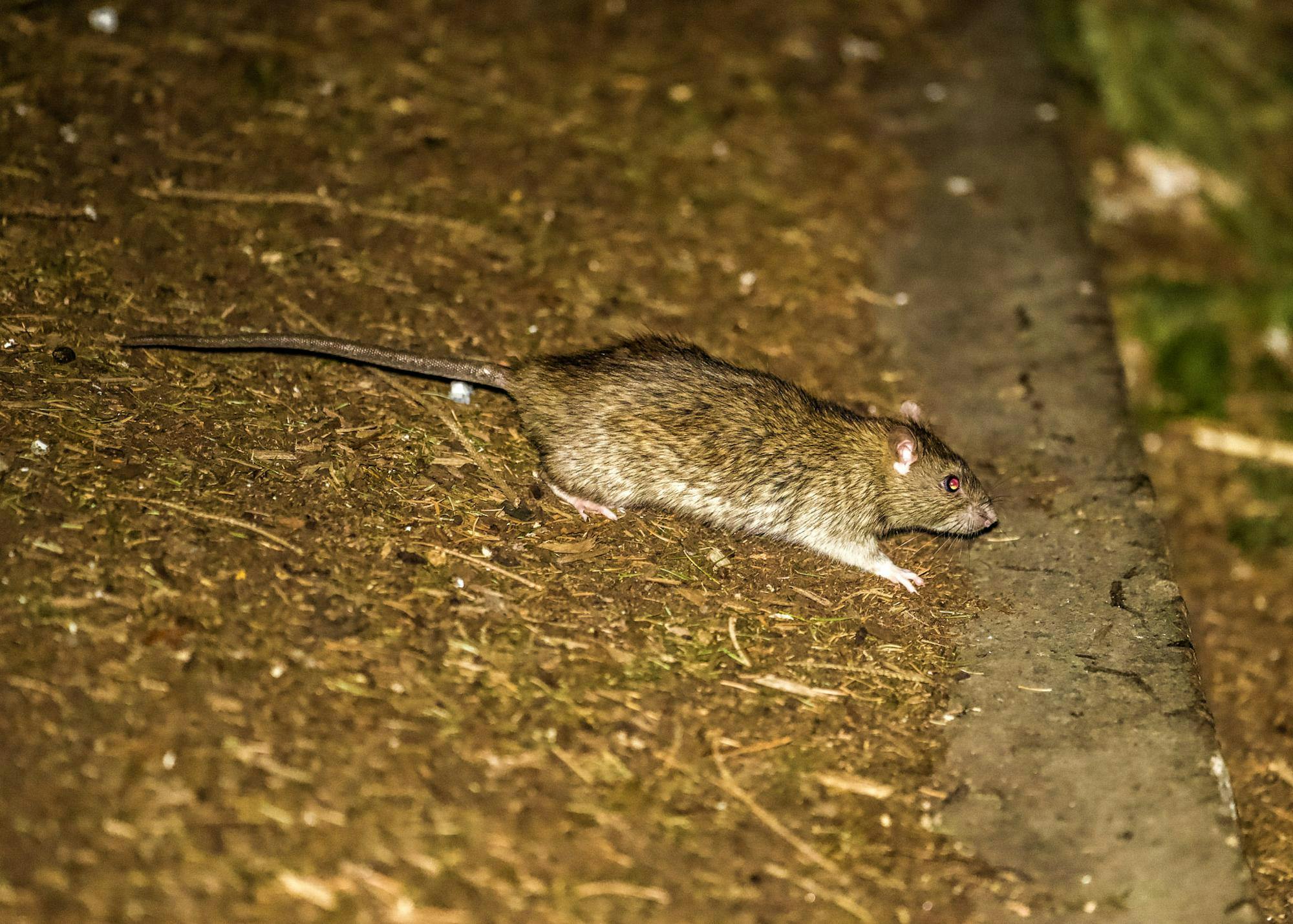 Somerville Rat.jpeg