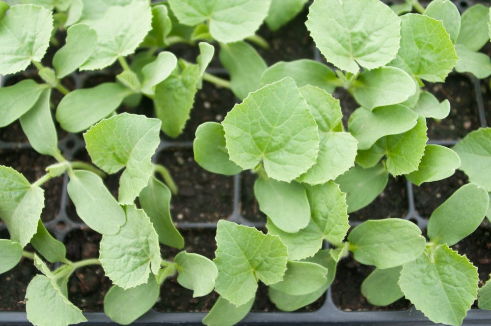 2014-06-20-Ski-Hearth-Farm-105