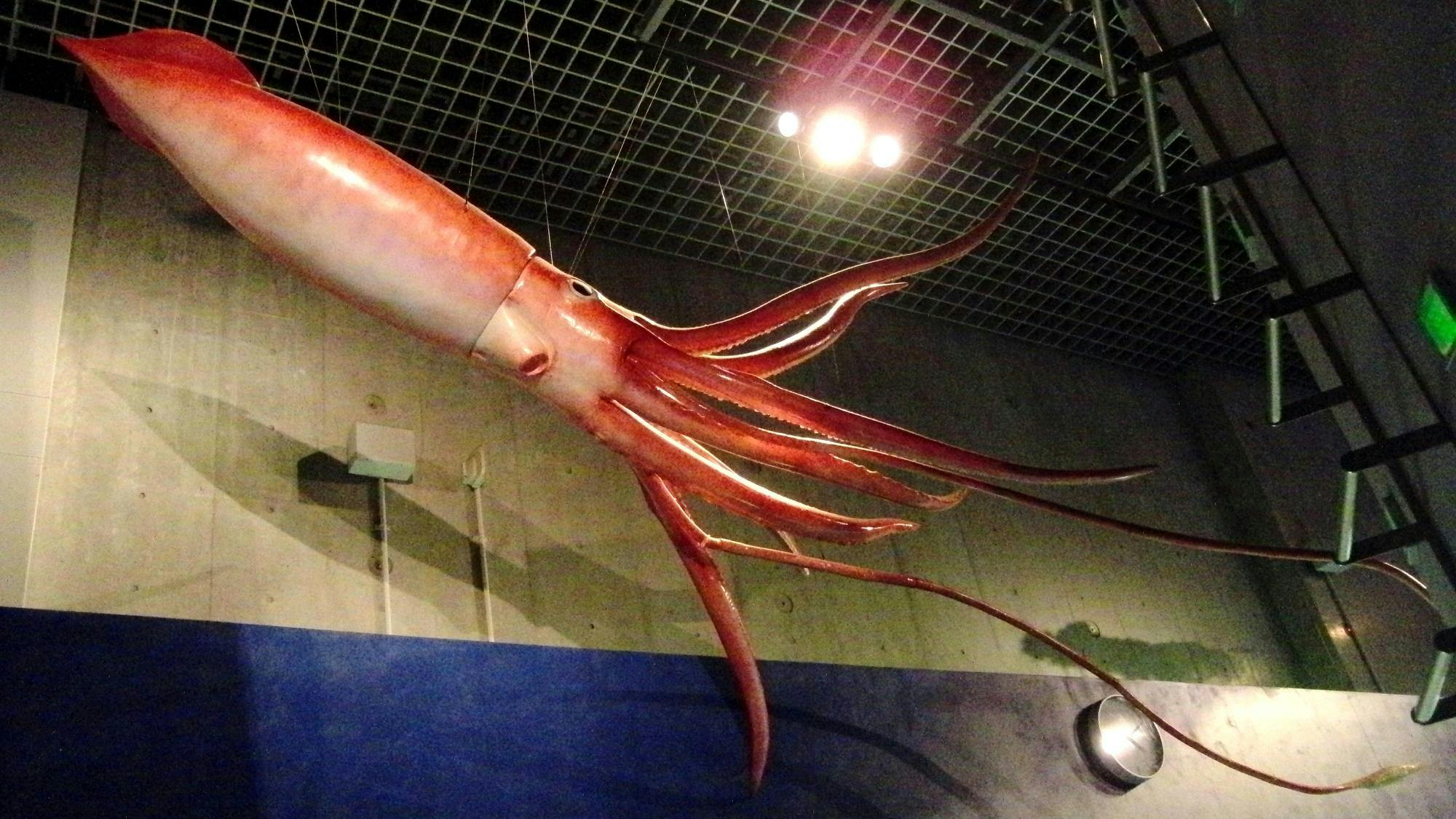 Giant_Squid_Replica.jpg