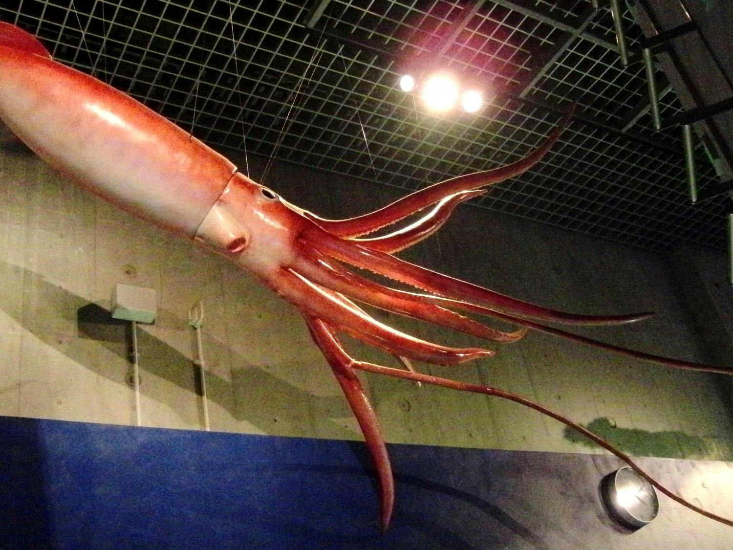 Giant_Squid_Replica.jpg