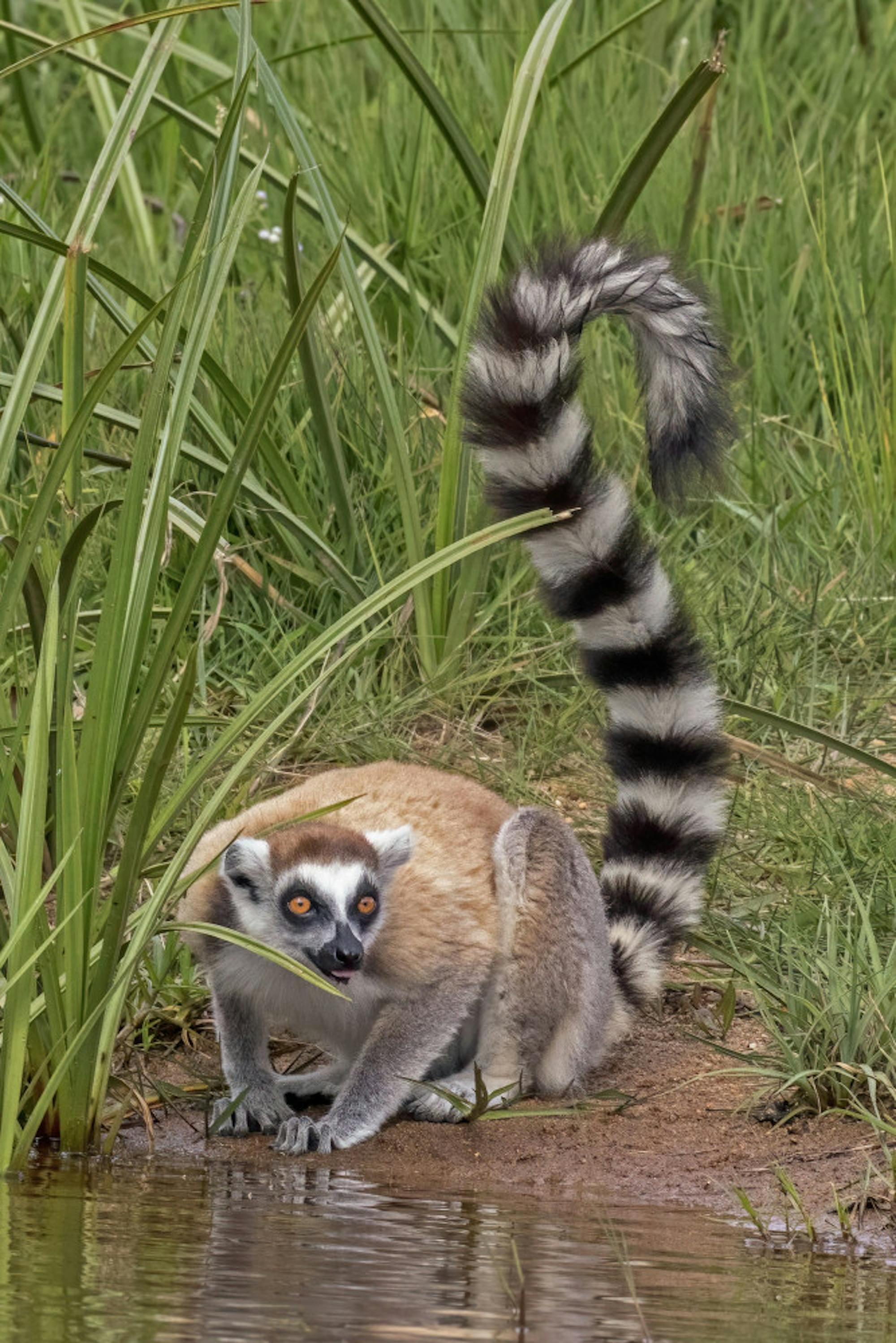 Ring-tailed_lemur_Lemur_catta-scaled