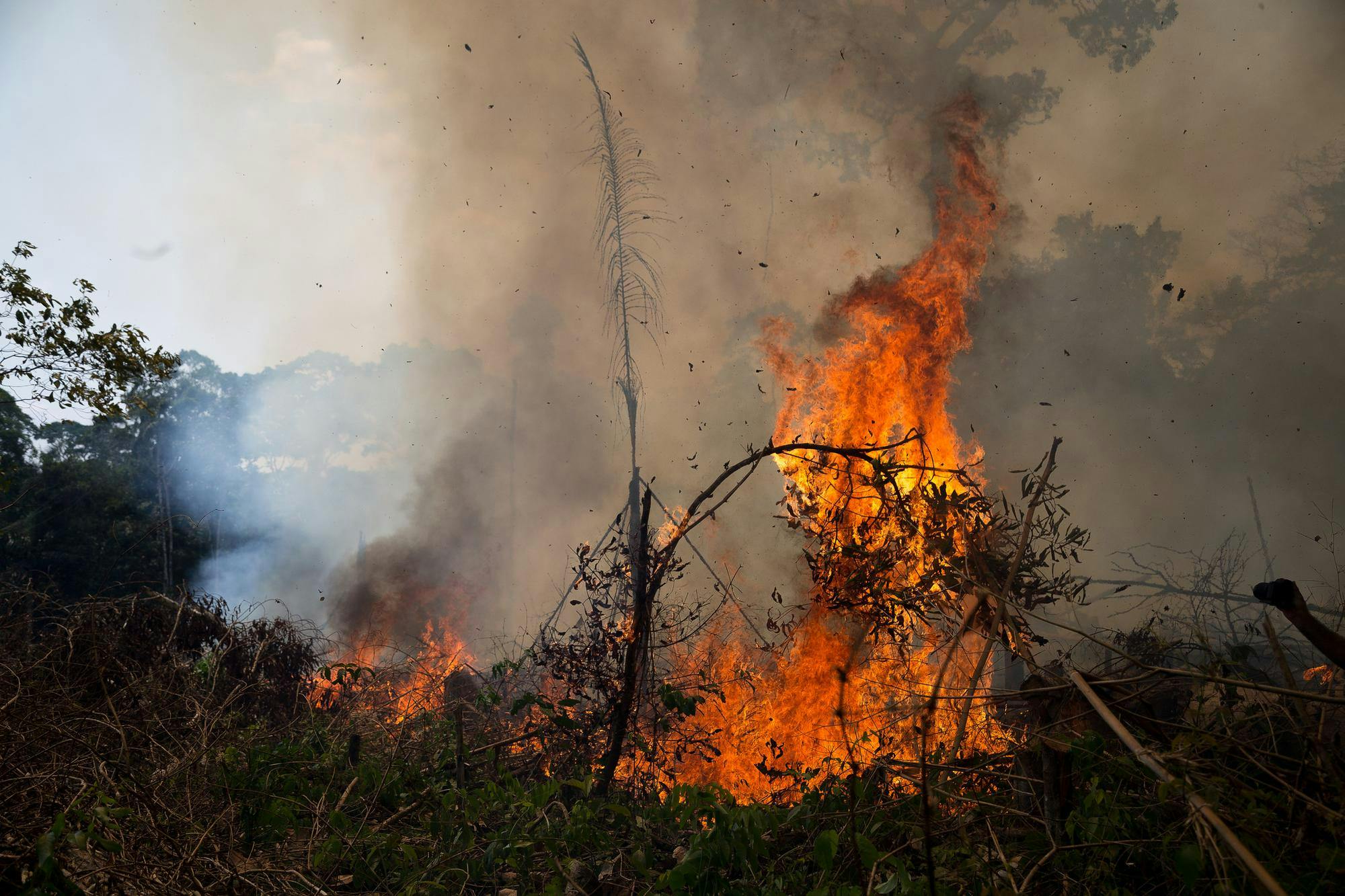 AmazonForestFire.jpg