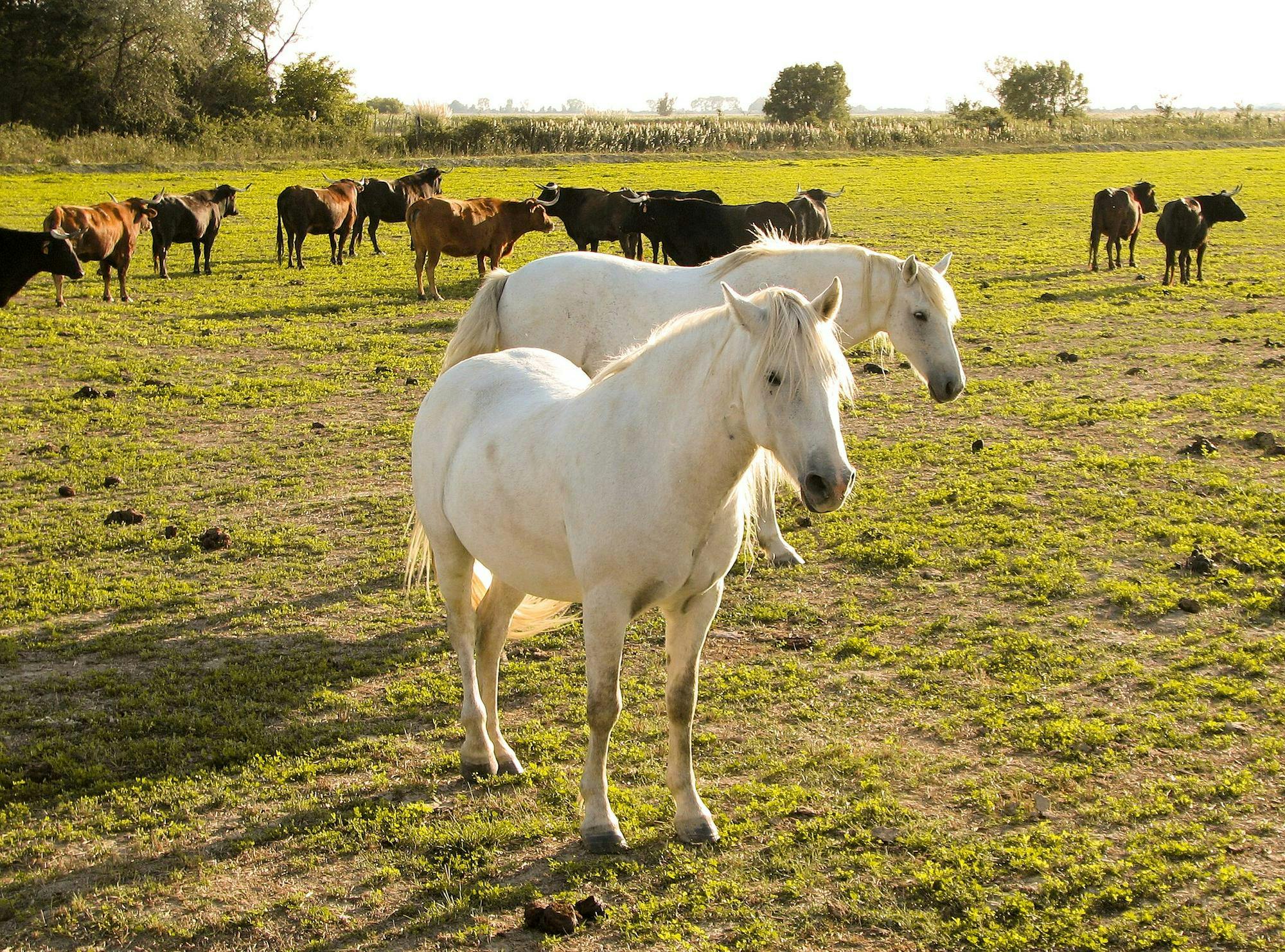 2048px-Horses_in_the_Camargue_1.jpg