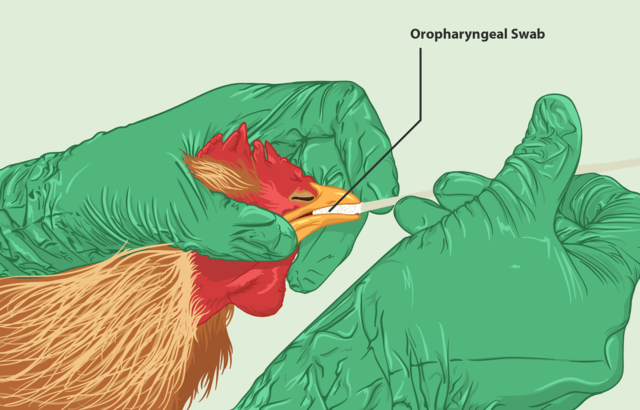 640px-A_chicken_being_tested_for_Bird_Flu