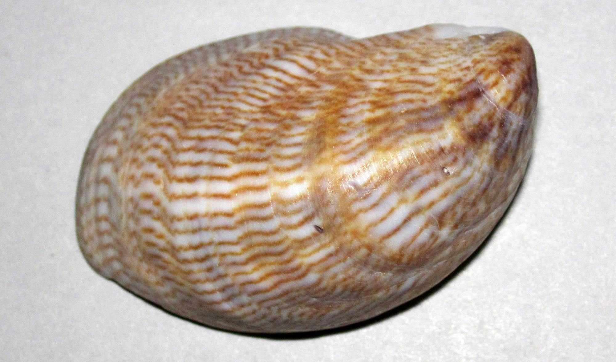 seasnail.jpeg