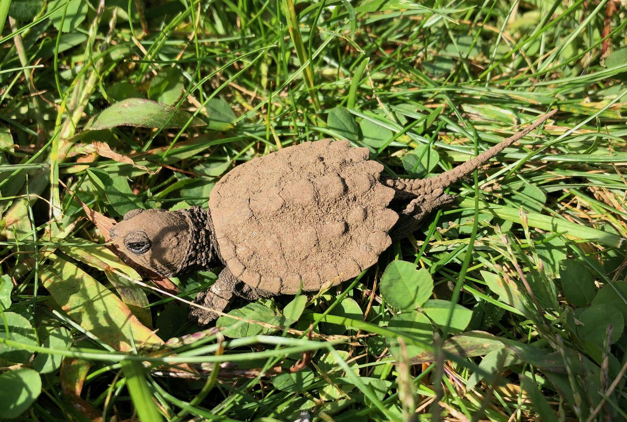 Baby_snapping_turtle_(Chelydra_serpentina)_in_grass.jpg