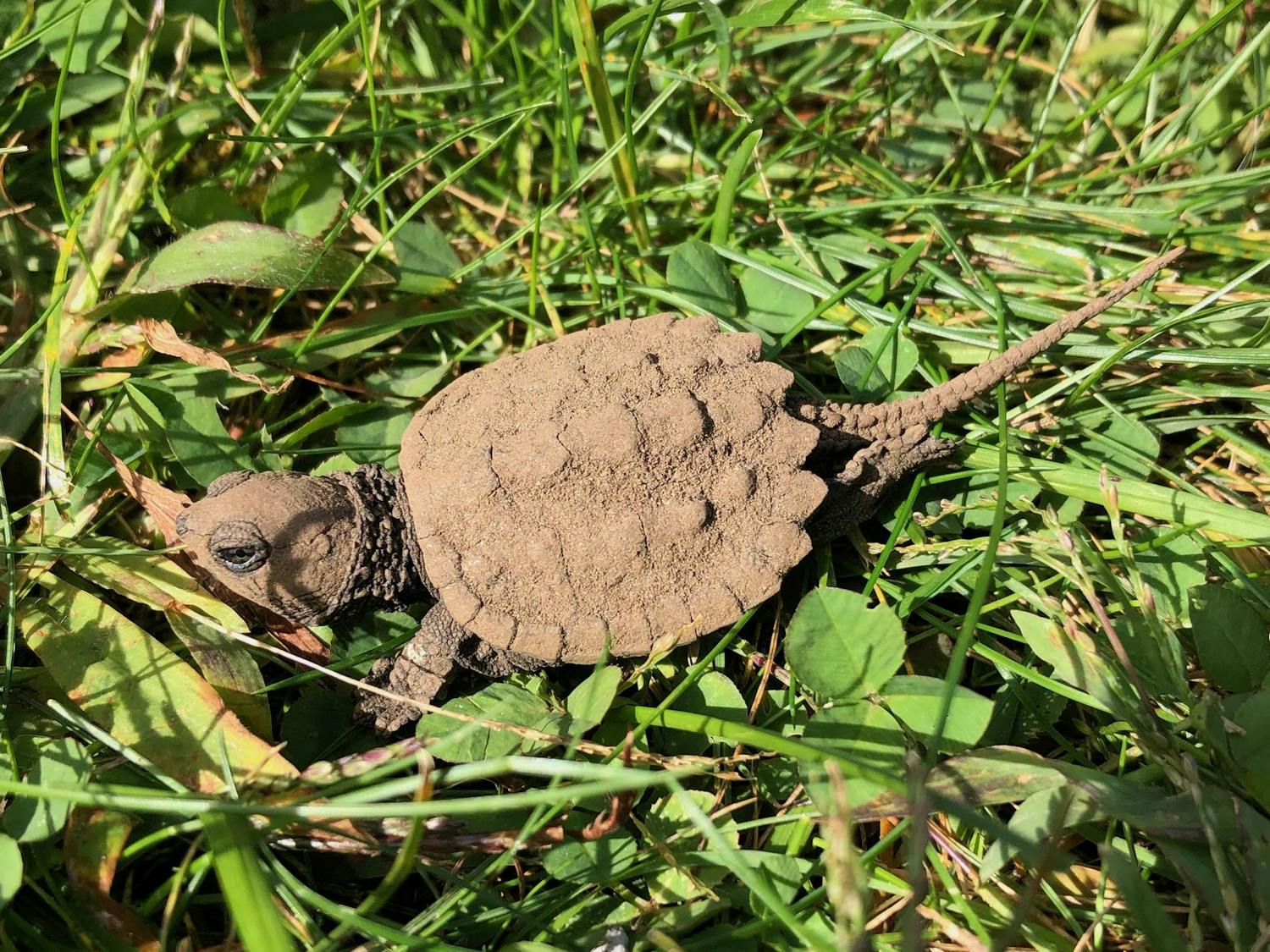 Baby_snapping_turtle_(Chelydra_serpentina)_in_grass.jpg
