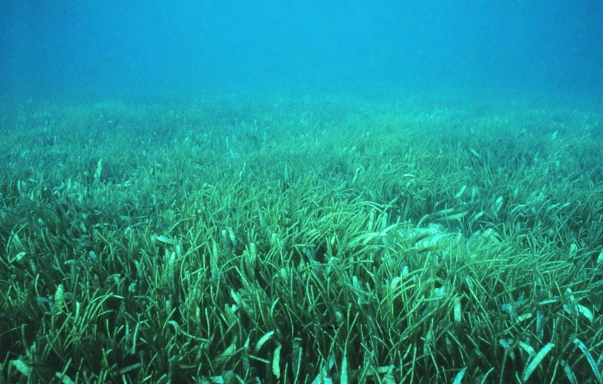 seagrass.jpeg