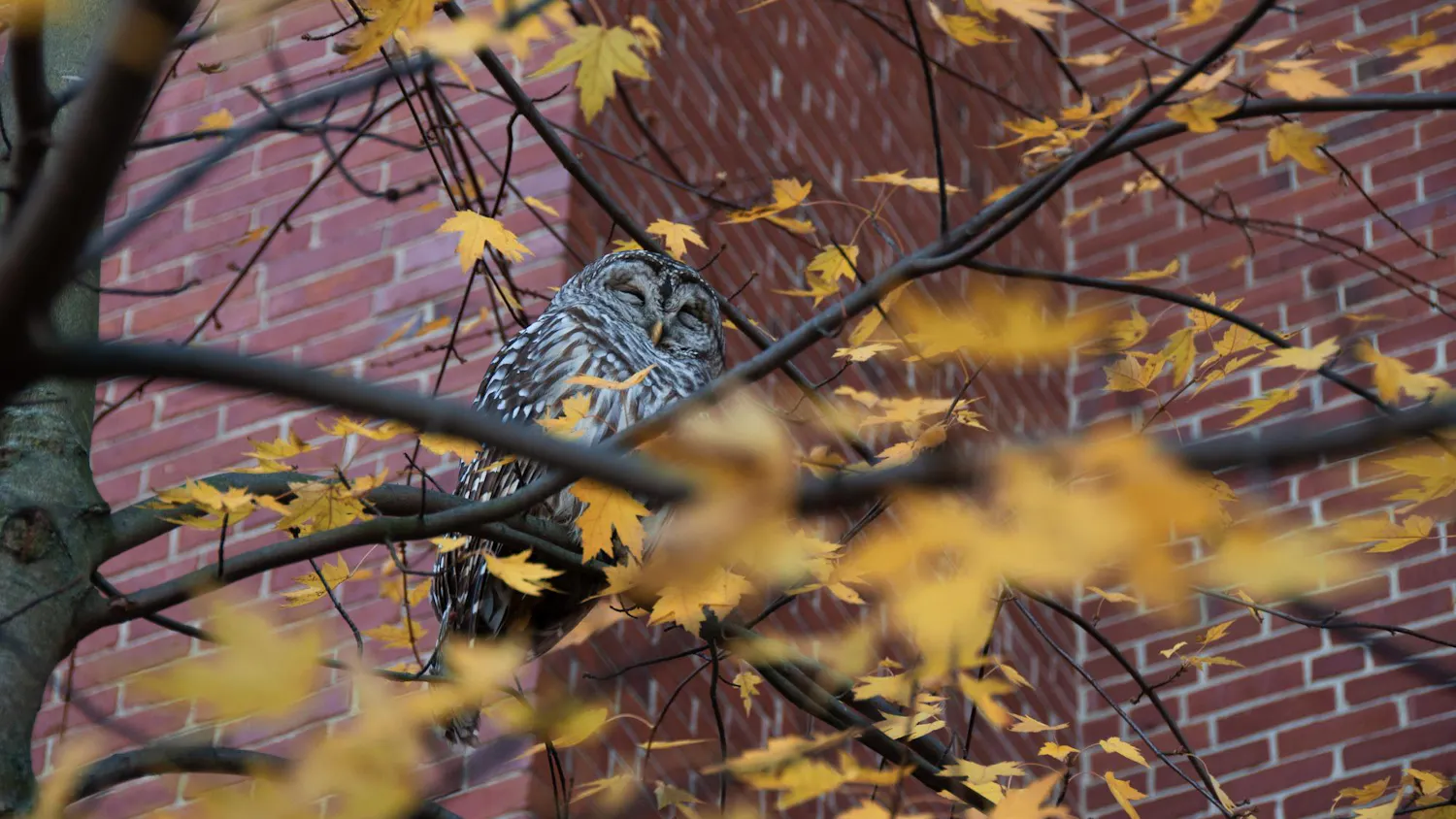 Owl Coloured Version.jpg