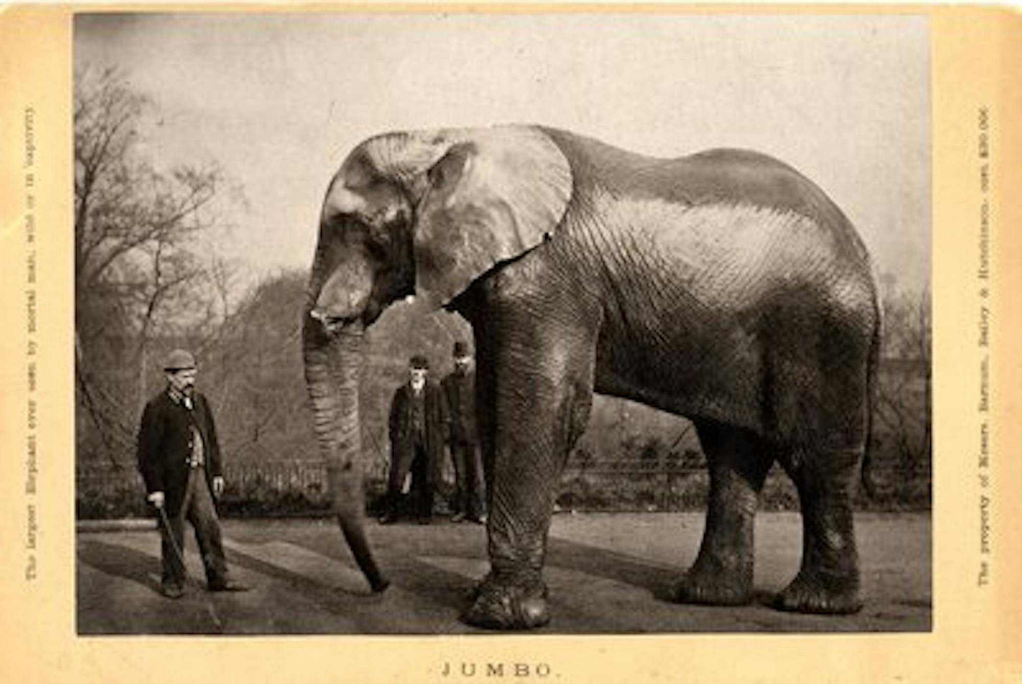 Jumbo with trainer