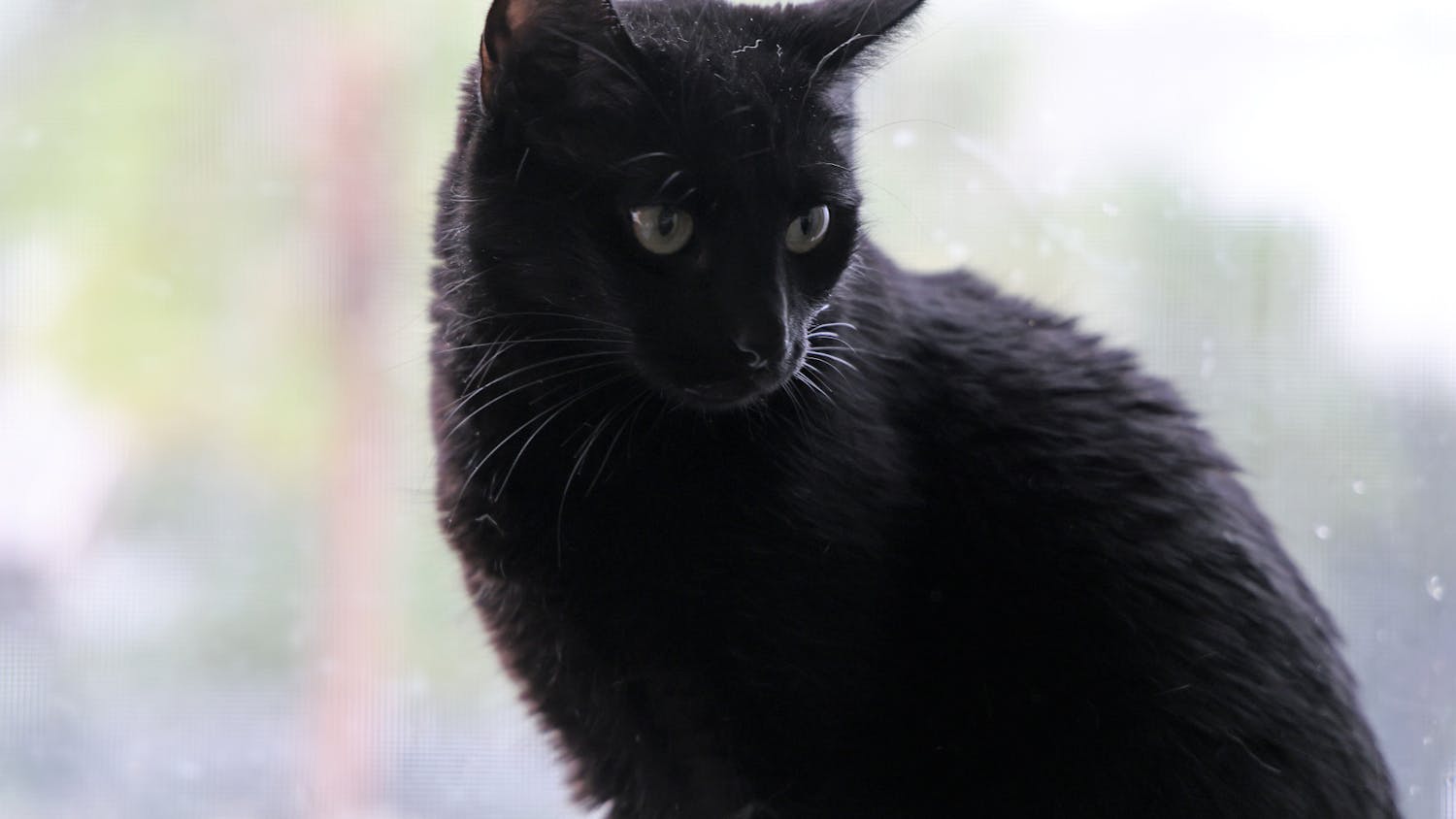 Momo, a 3-year-old black cat, sits perched on Anais Naoumoff’s windowsill in Gainesville on Wednesday, Oct. 11, 2023. The name Momo is Japanese for “peach.”