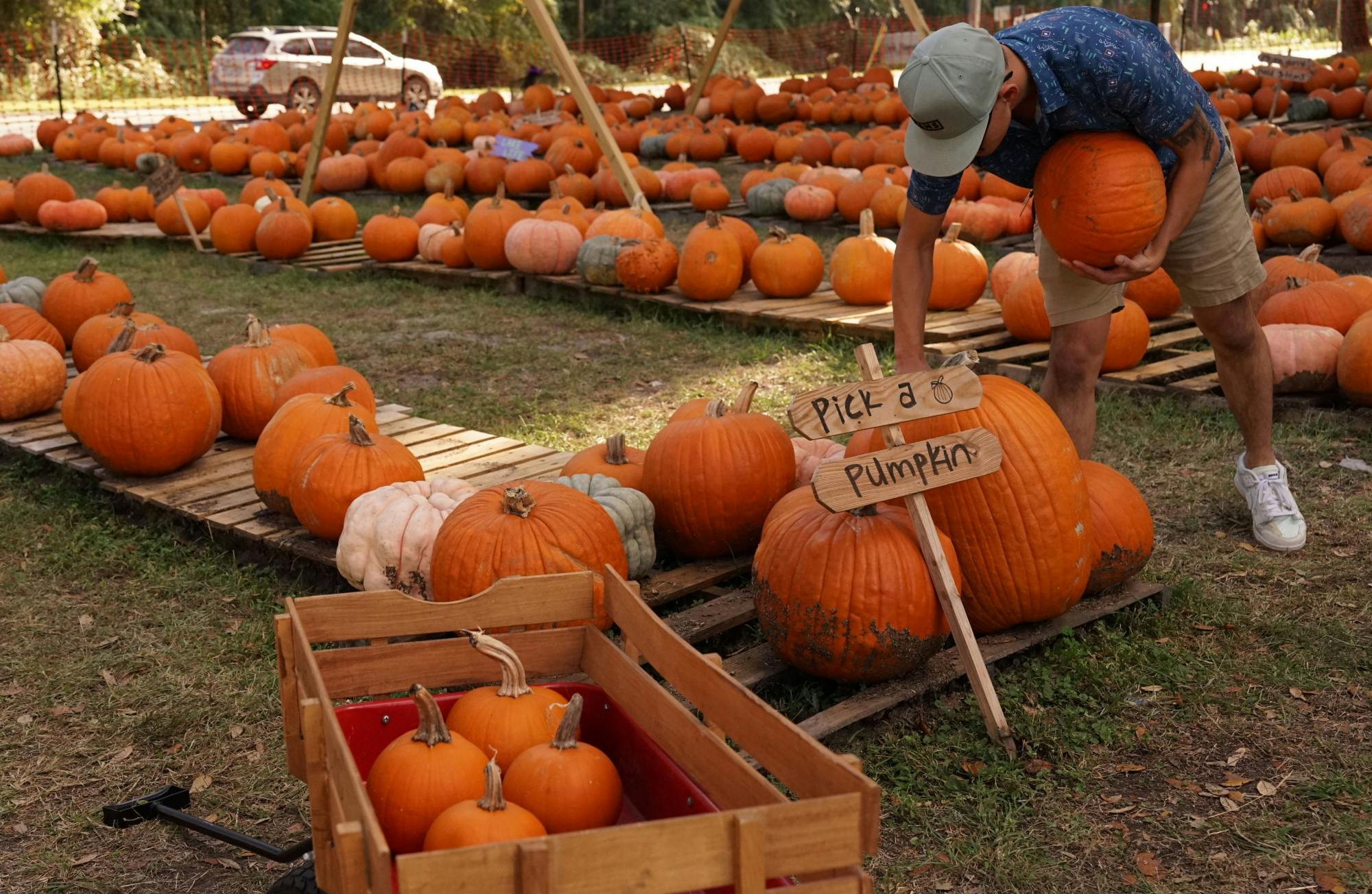 Couple chooses their favorite pumpkin from Southwest United Methodist Church’s pumpkin patch in Gainesville on Saturday, Oct. 28, 2023.