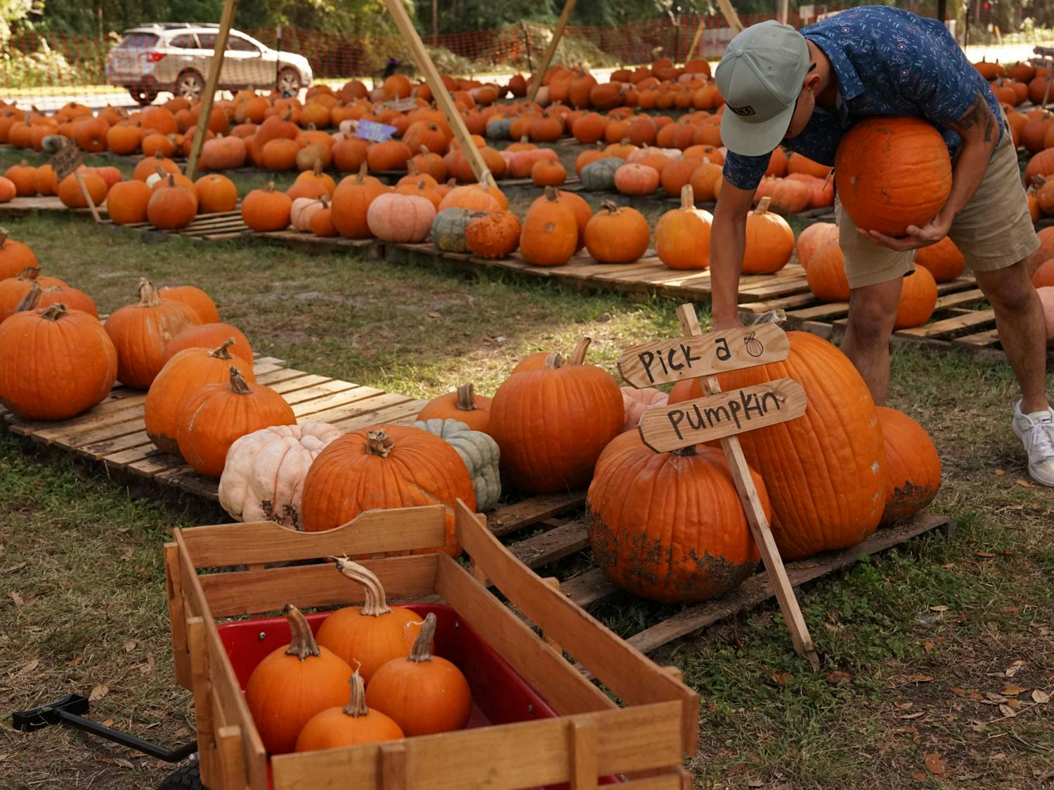 Couple chooses their favorite pumpkin from Southwest United Methodist Church’s pumpkin patch in Gainesville on Saturday, Oct. 28, 2023.