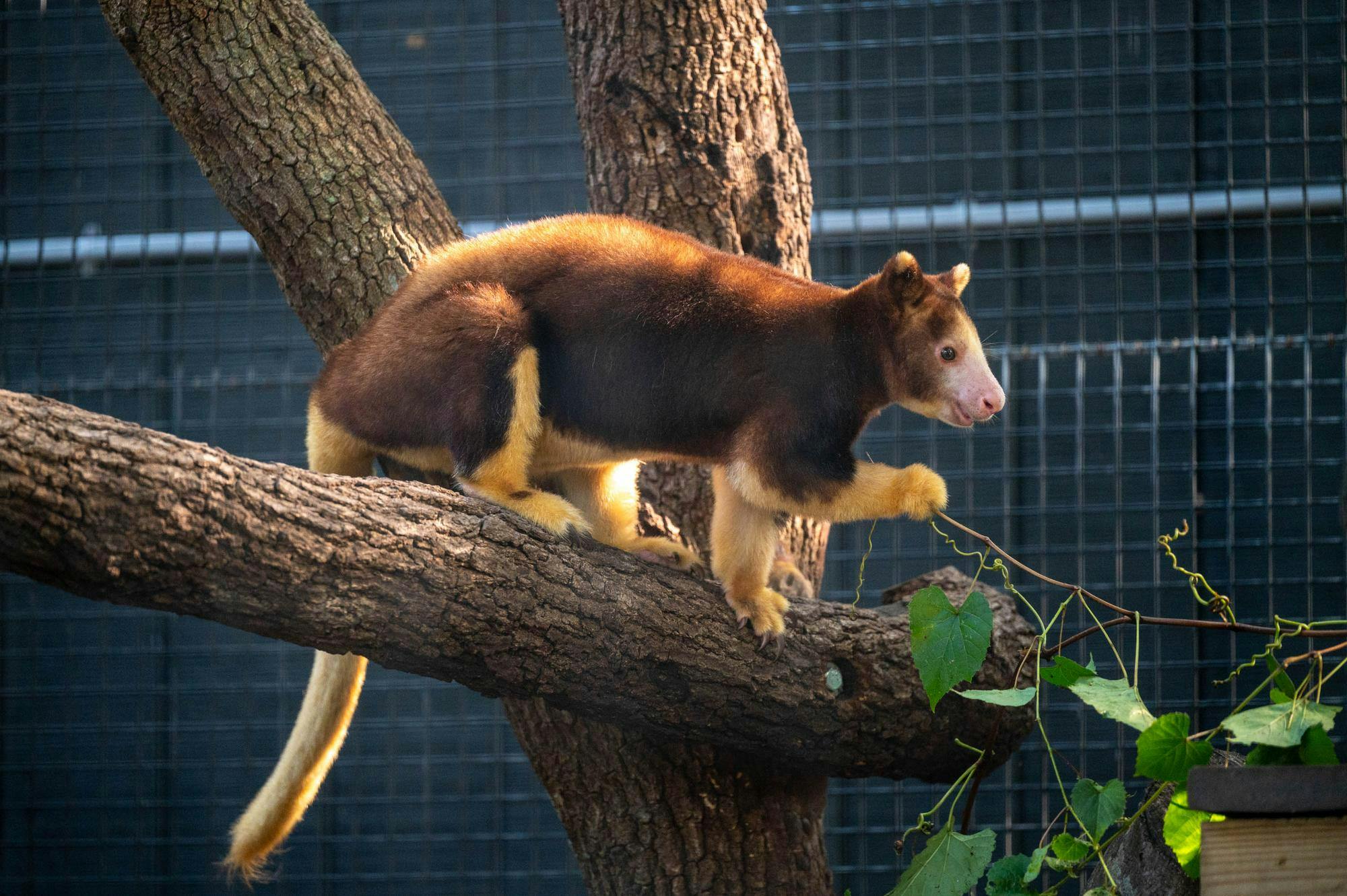 Adelaide, Santa Fe Teaching Zoo’s tree kangaroo, crawls around in her enclosure, Monday, Sept. 28, 2026, in Gainesville, Fla.
