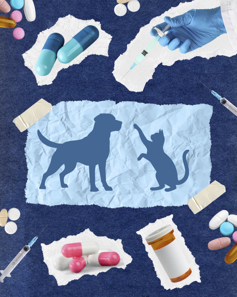 Sweetwater Veterinary Clinic hosts affordable monthly pet vaccinations at Curia on the Drag in Gainesville, Fla. 