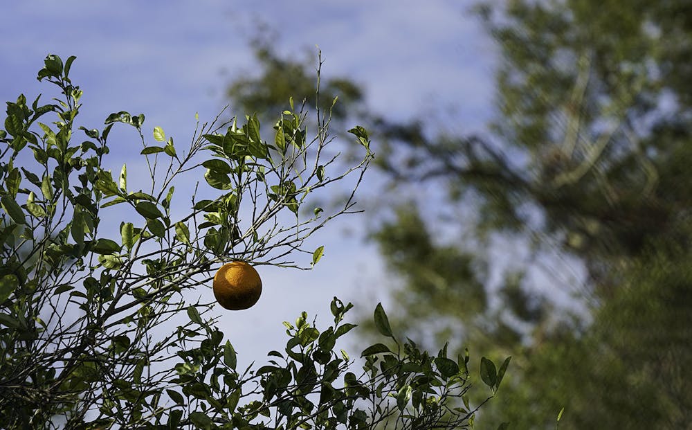 A rotting orange hangs from a branch at the UF/IFAS Horticultural Sciences Research Grove on Feb. 23, 2025.