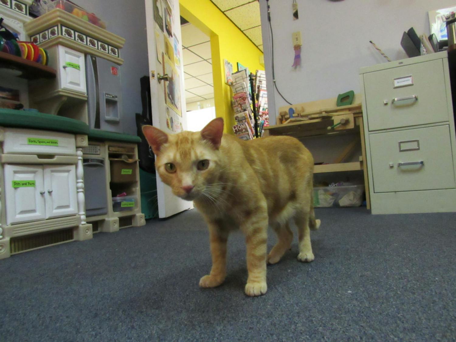 Hank, the Child Advocacy Center's "AdvoCat," roams the office looking for treats. The orange cat found a home at the Center in June and often plays with kids who visit the office.&nbsp;