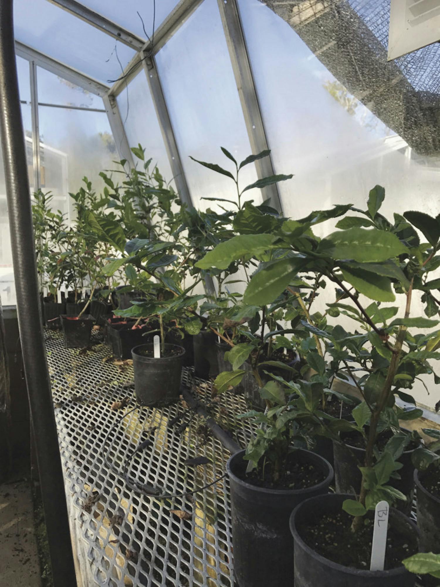 Researchers are growing potted camellias to determine if tea could be used as an alternative to Florida's citrus crop.