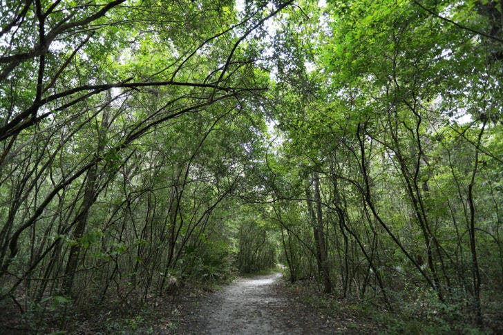 Loblolly Woods, a city-owned property about 10 minutes away from Midtown, is potentially up for sale. Activists organized an awareness hike along its trails on Sunday.
