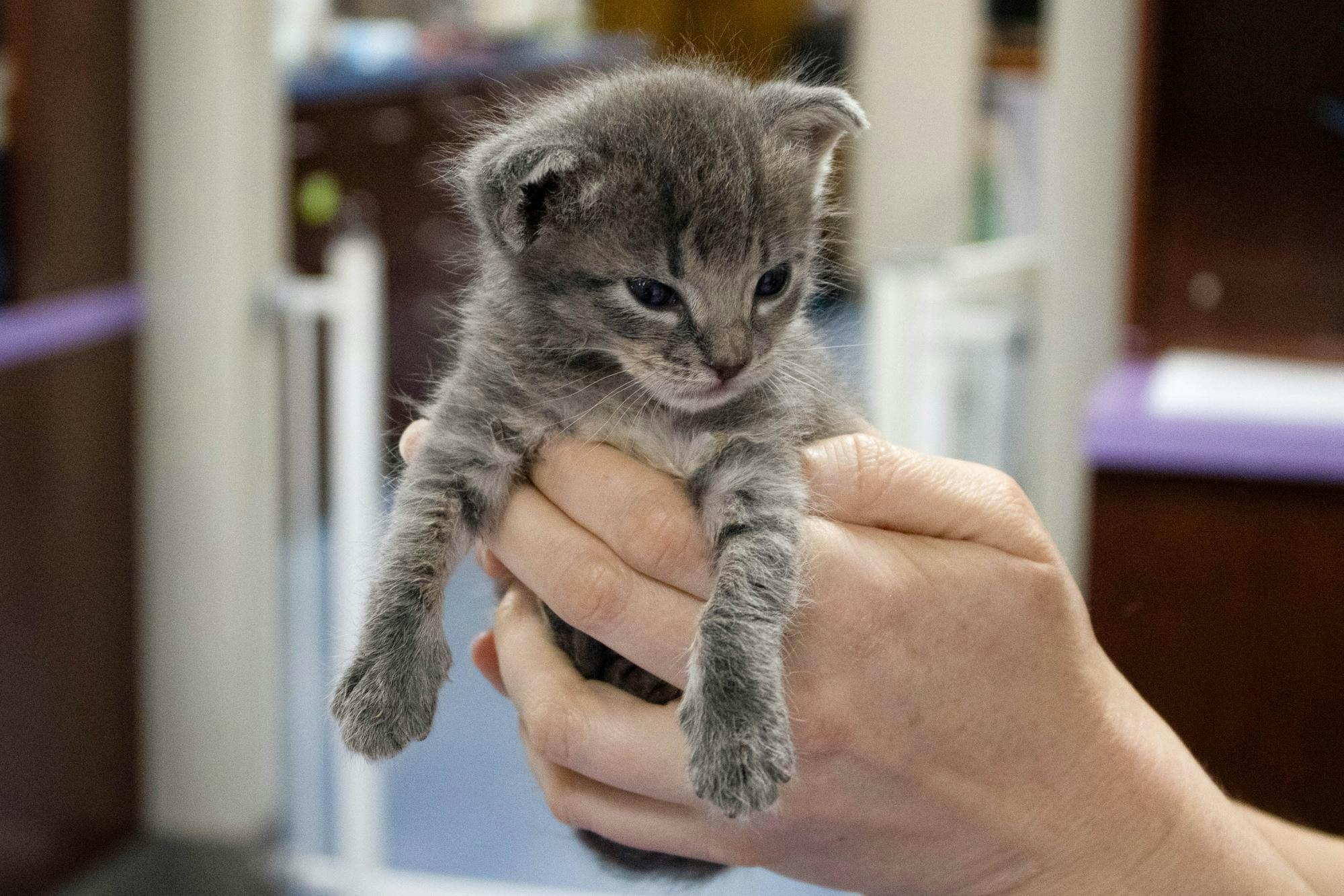 A baby kitten sits in the hands of a staff member at the Humane Society of North Central Florida, Wednesday, Oct. 7, 2026, in Gainesville, Fla.