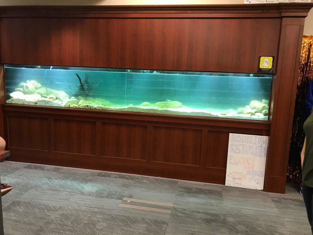 Members of UF's Florida Aquaculture and Aquarium Club are renovating the 500-gallon fish tank in the UF Reitz Union Bookstore.