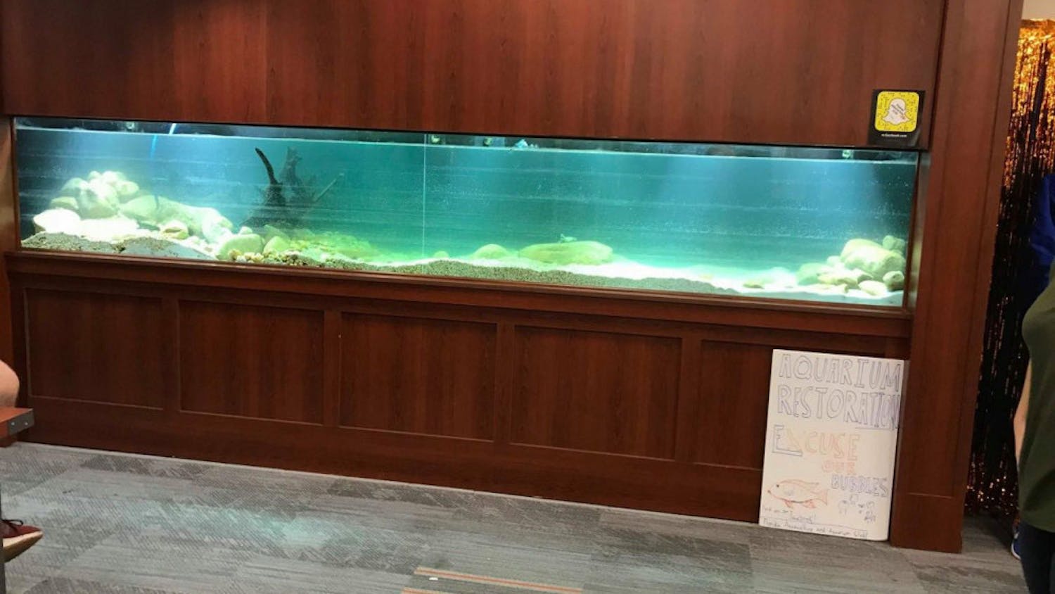 Members of UF's Florida Aquaculture and Aquarium Club are renovating the 500-gallon fish tank in the UF Reitz Union Bookstore.