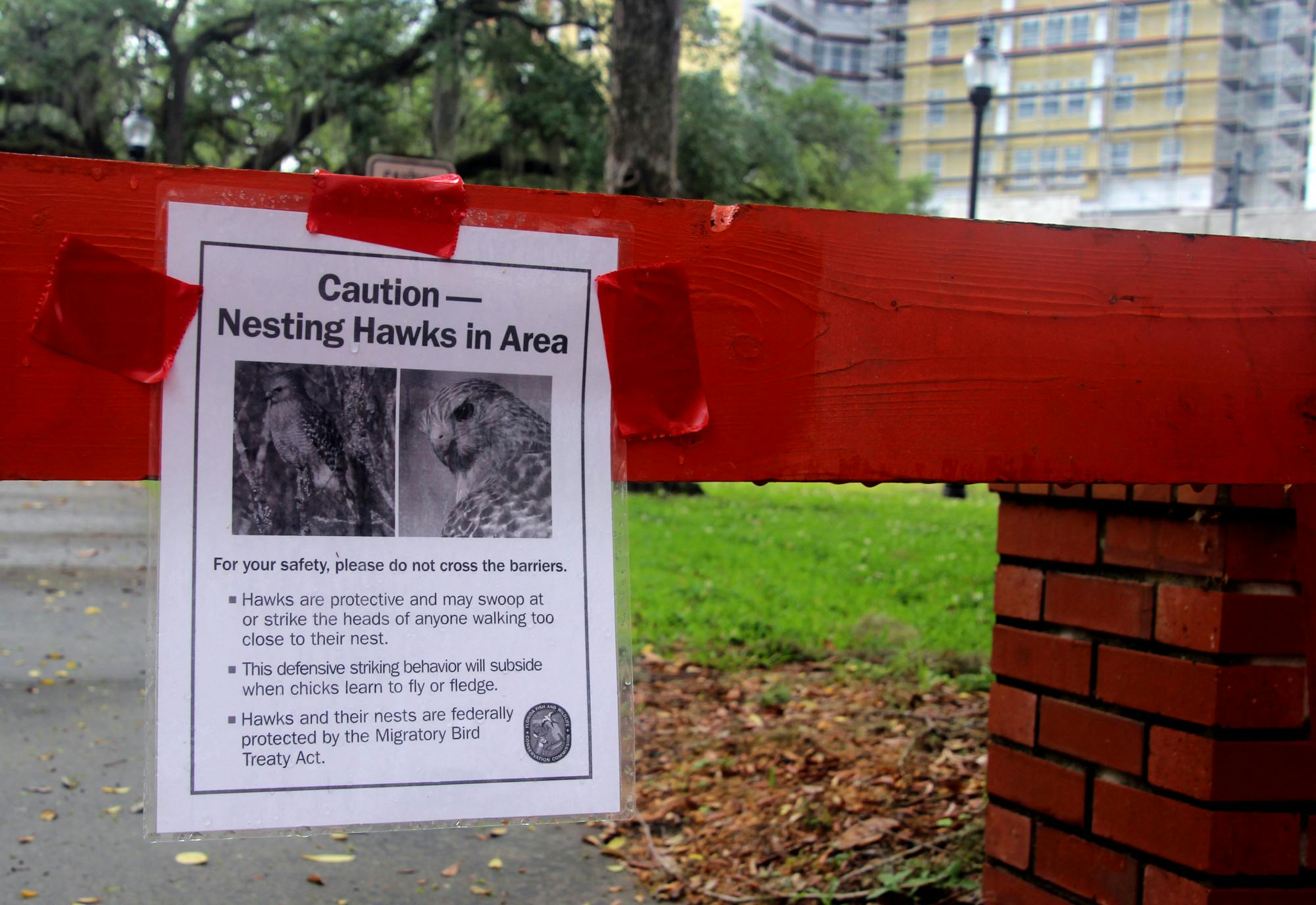 Parts of the walkway in front of Norman Hall are blocked off due to aggressive attacks from hawks on pedestrians. A sign with safety tips is seen on Sunday, April 17.